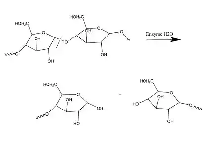 Enzymatic hydrolysis of starch.