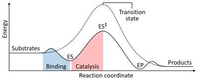 A two dimensional plot of reaction coordinate (x-axis) vs. energy (y-axis) for catalyzed and uncatalyzed reactions. The energy of the system steadily increases from reactants (x = 0) until a maximum is reached at the transition state (x = 0.5), and steadily decreases to the products (x = 1). However, in an enzyme catalysed reaction, binding generates an enzyme-substrate complex (with slightly reduced energy) then increases up to a transition state with a smaller maximum than the uncatalysed reaction.