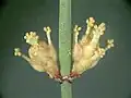 Pollen cones of Ephedra