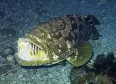 Malabar grouper