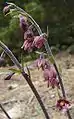 Inflorescence