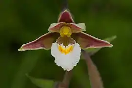 Marsh helleborine flower