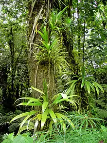 Image 22Rich rainforest habitat in Dominica (from Habitat)