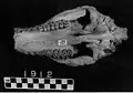 Eporeodon occidentalis skull