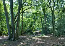  The trail of the Centenary Walk in Epping Forest, south of High Beach, Essex, England.