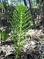 Equisetum telmateia subsp. braunii, San Jose, California, showing green stem