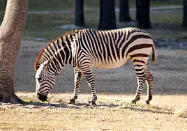 Grévy's zebra (Equus grevyi)