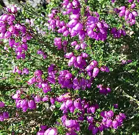 Erica cinerea