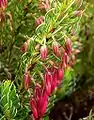 Flowering specimen of E. plukenetii ssp. plukenetii