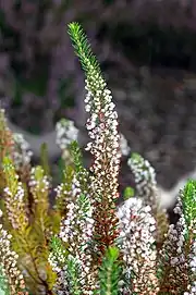 Cornish heath in close-up