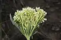 E. umbellatum var. majus (flowers, Wenatchee Mountains)