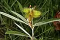 Eriosema salignum in fruit in South Africa.