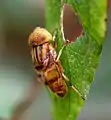 from Kerala, India