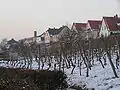 Vineyards on the banks of the Main