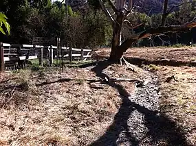 Loss of streamside (riparian) vegetation increases stream velocity, causing downstream erosion and channel incision (dark gully behind tree) at Hidden Villa 2010