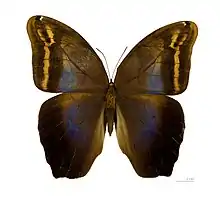 Eryphanis automedon automedon, female dorsal side - MHNT