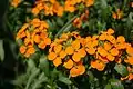 Erysimum allionii inflorescence