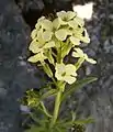 Erysimum witmanii inflorescence