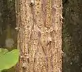 View of trunk showing prickles