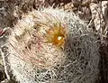 Pelecyphora vivipara  in Red Rock Canyon near Las Vegas, Nevada