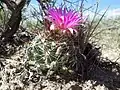 Flowering specimen near Phillips, Montana, USA