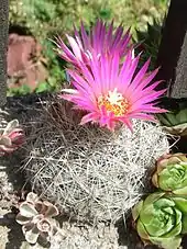 cactus with flowers