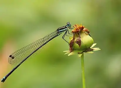 Female