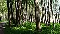 In Soukka, the trail goes mostly on streets; from Riihilahdentie in Kaitaa it returns to the beach. Shown here is a beach forest in Kaitaa.