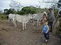 A member of the Esquilinchuche patronato with some of his grandchildren and cattle