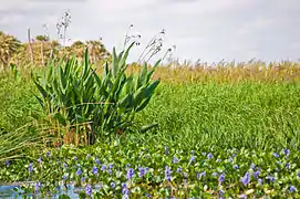 Flowering marshes