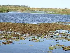 Esteros del Iberá Lagoon