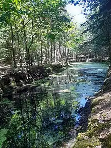 Shady pond in forest