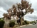 The same tree as above, five years later in 2012.  In poor condition despite the conservation warnings.