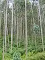 Eucalyptus plantation near Viveiro, in Galicia in Northwest Spain. Mostly E. globulus