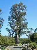 Eucalyptus Tree preserved near the entrance to the temple.