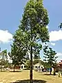 Young Eucalyptus amplifolia subsp. amplifolia