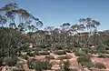 Mallees near Calperum, South Australia