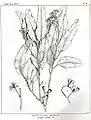 Drawing by Margaret Flockton in Joseph Maiden's Forest Flora