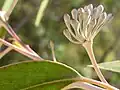 flower buds