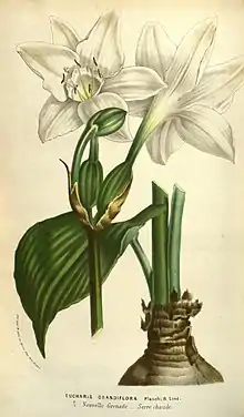 Urceolina × grandiflora