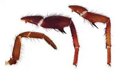 Female leg 1 (left), and male legs 1 and 2 with tibial mating claspers