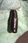 Pupa