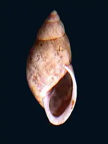 Eudolichotis euryomphala