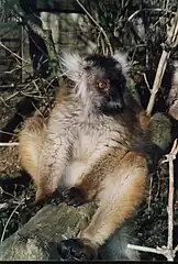 Female black lemur