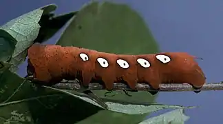 Caterpillar