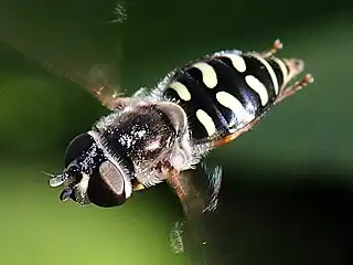 Eupeodes volucris