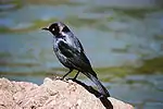 The iridescent purple head of the male is a distinguishing feature.