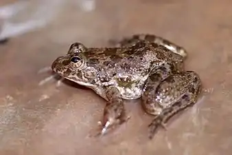 Lateral view