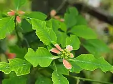 Painted euphorbiaEuphorbia heterophylla