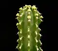 Close up of flowering tip.